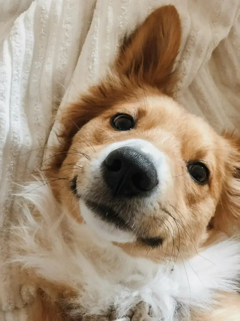Hund kuschelt geborgen in eine warme Decke